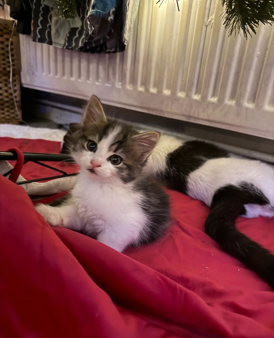 Norwegische Waldkatzen-Kätzchen abholbereit