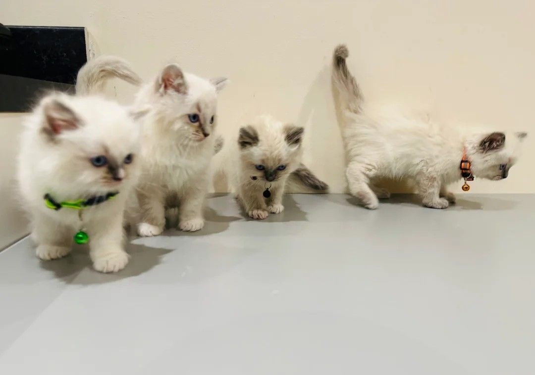 Ragdoll-Kätzchen