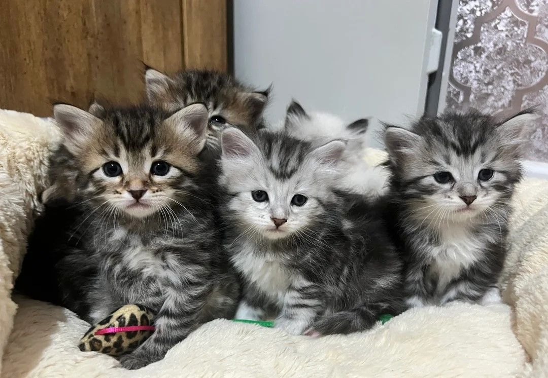 🩶🩵Traditionelle sibirische Babys🩵🩶