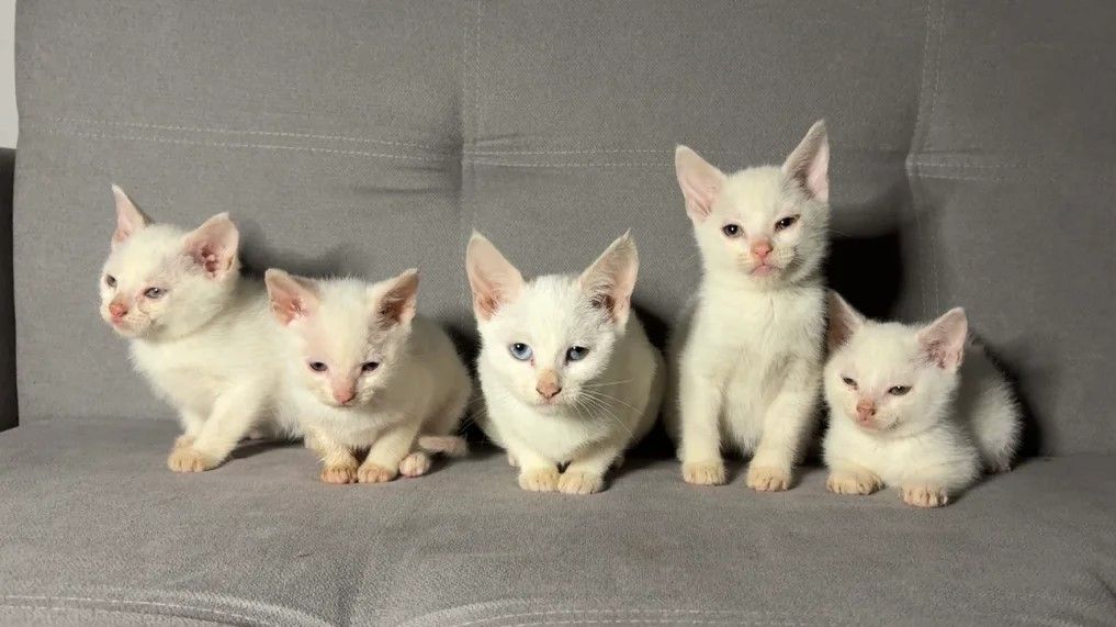 Reinrassige türkische Angorakatzen