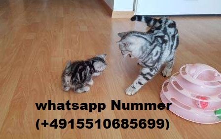 BKH Britisch Kurzhaar Katzen mit Stammbaum