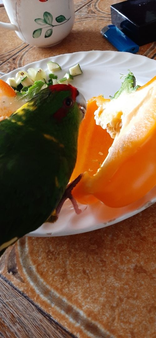 Nestjunge Ziegensittiche zu verkaufen