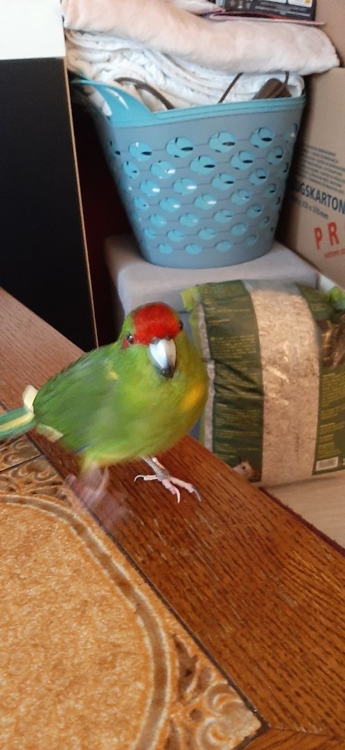 Nestjunge Ziegensittiche zu verkaufen