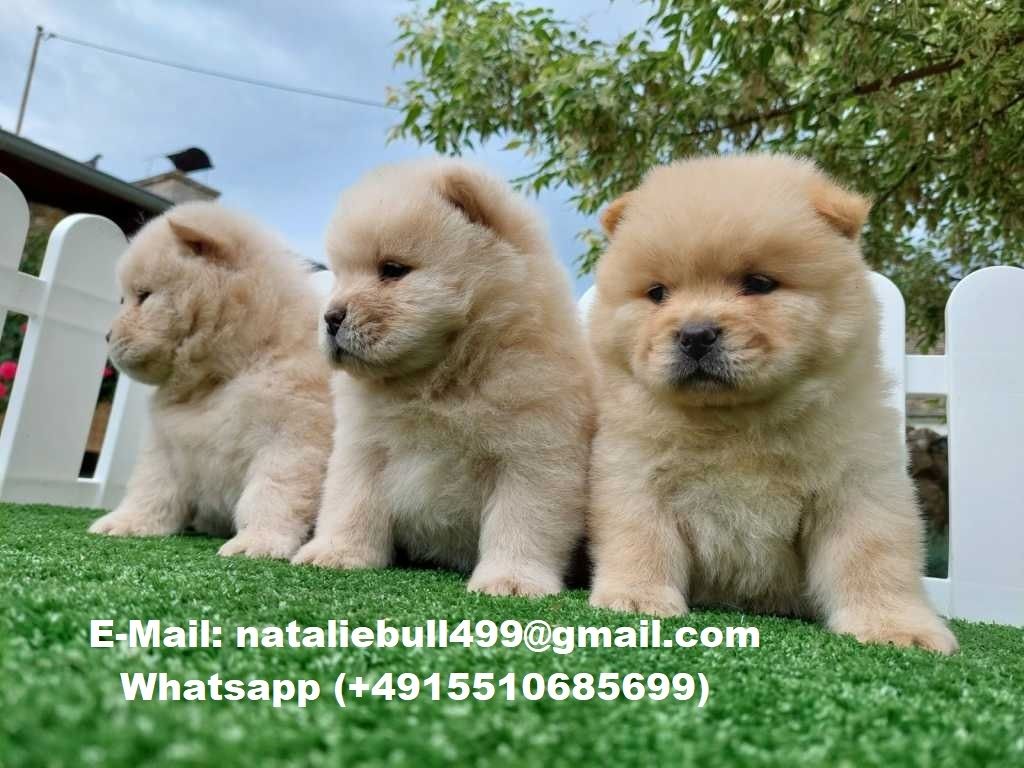 CHOW CHOW--Welpen-