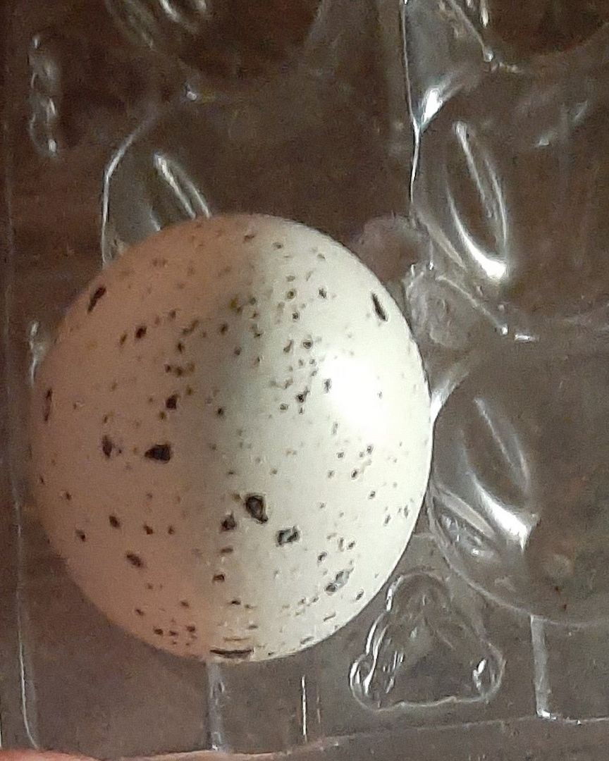 Frische Wachteleier aus artgerechter Haltung