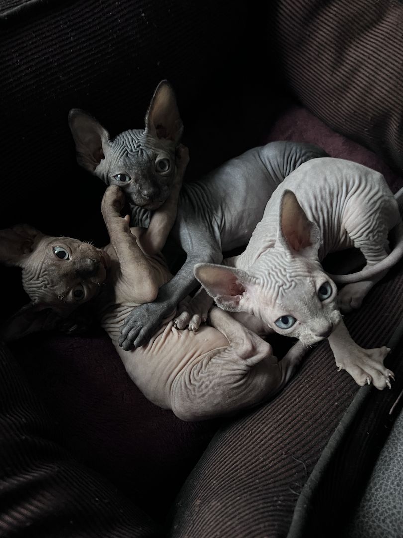 🐈‍⬛Kanadische Sphynx- unser bezauberndes Trio 🐾sucht ihr Für-immer-Zuhause