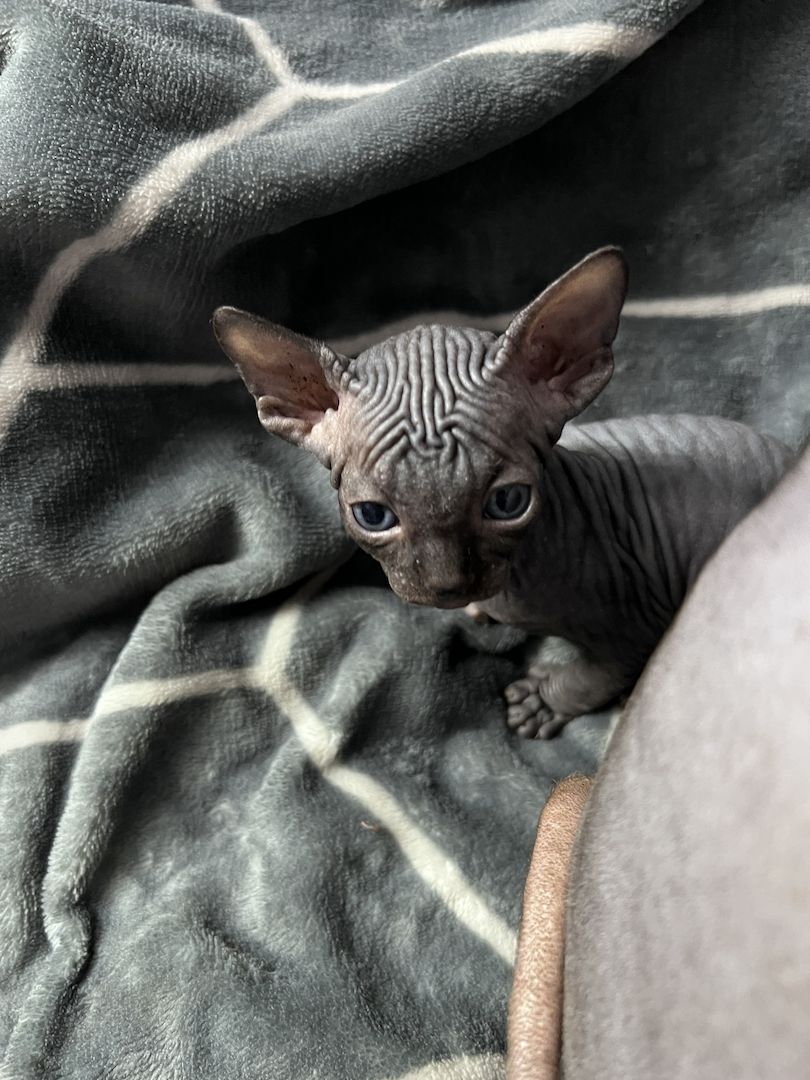 🐈‍⬛Kanadische Sphynx- unser bezauberndes Trio 🐾sucht ihr Für-immer-Zuhause