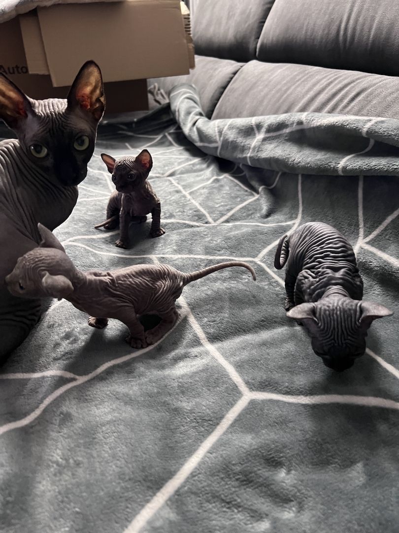 🐈‍⬛Kanadische Sphynx- unser bezauberndes Trio 🐾sucht ihr Für-immer-Zuhause