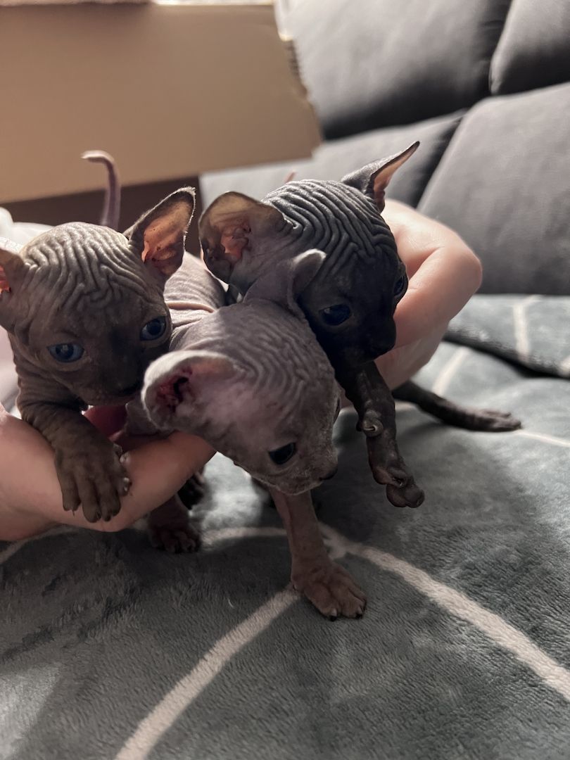 🐈‍⬛Kanadische Sphynx- unser bezauberndes Trio 🐾sucht ihr Für-immer-Zuhause