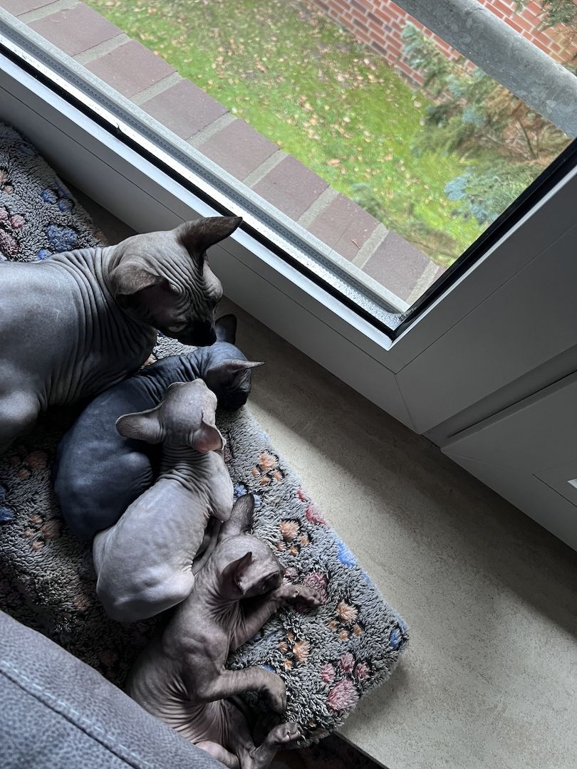 🐈‍⬛Kanadische Sphynx- unser bezauberndes Trio 🐾sucht ihr Für-immer-Zuhause