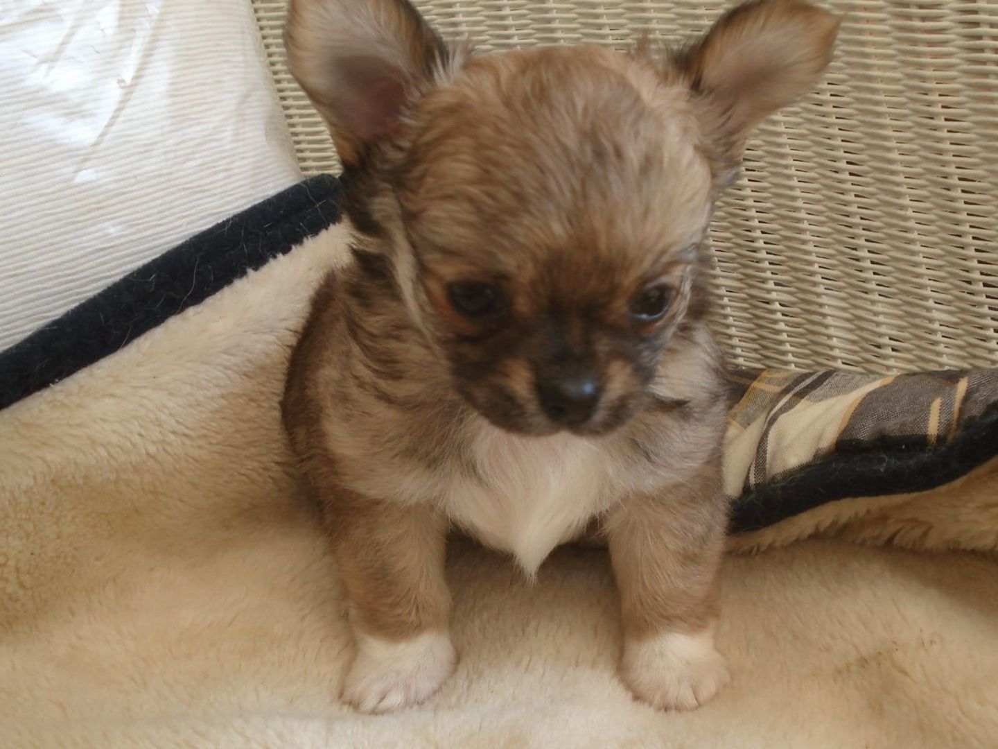 Wunderschöne Chihuahua-Welpen