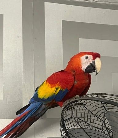 Junges männliches Scharlachrotes Ara-Baby