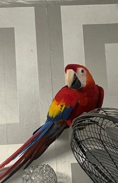 Junges männliches Scharlachrotes Ara-Baby