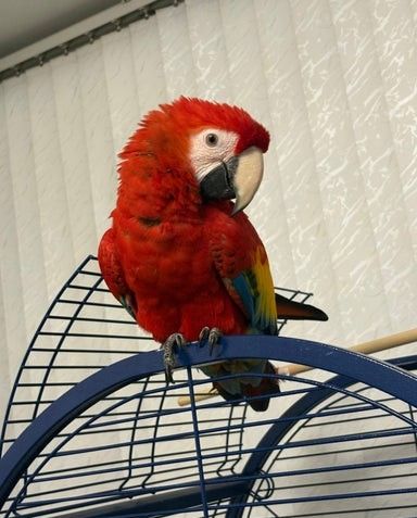 Junges männliches Scharlachrotes Ara-Baby