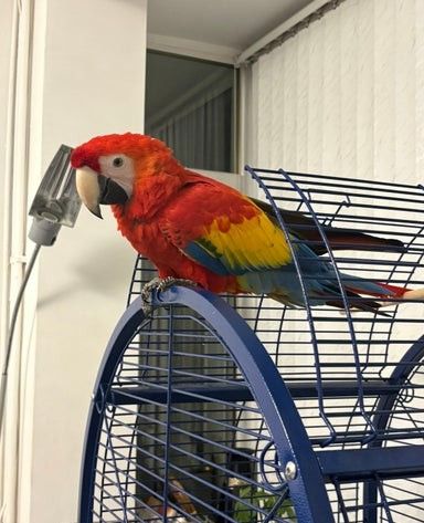 Junges männliches Scharlachrotes Ara-Baby