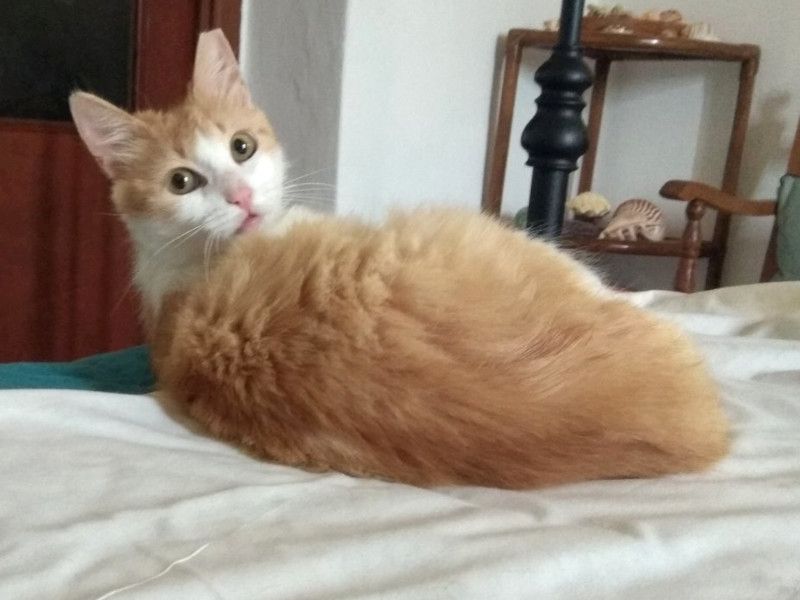 MOLLY - sanftes FeLVie sucht liebe Familie