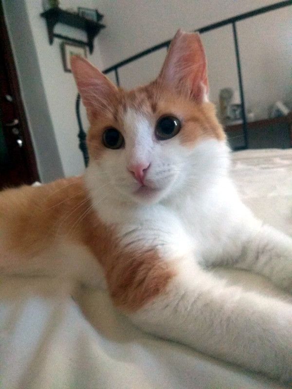 MOLLY - sanftes FeLVie sucht liebe Familie