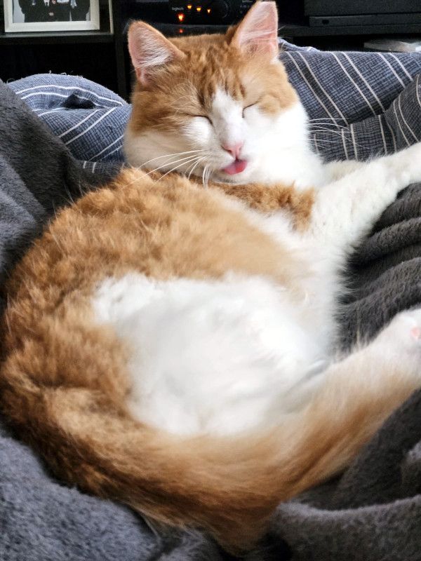 MOLLY - sanftes FeLVie sucht liebe Familie