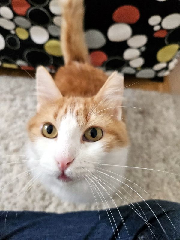 MOLLY - sanftes FeLVie sucht liebe Familie