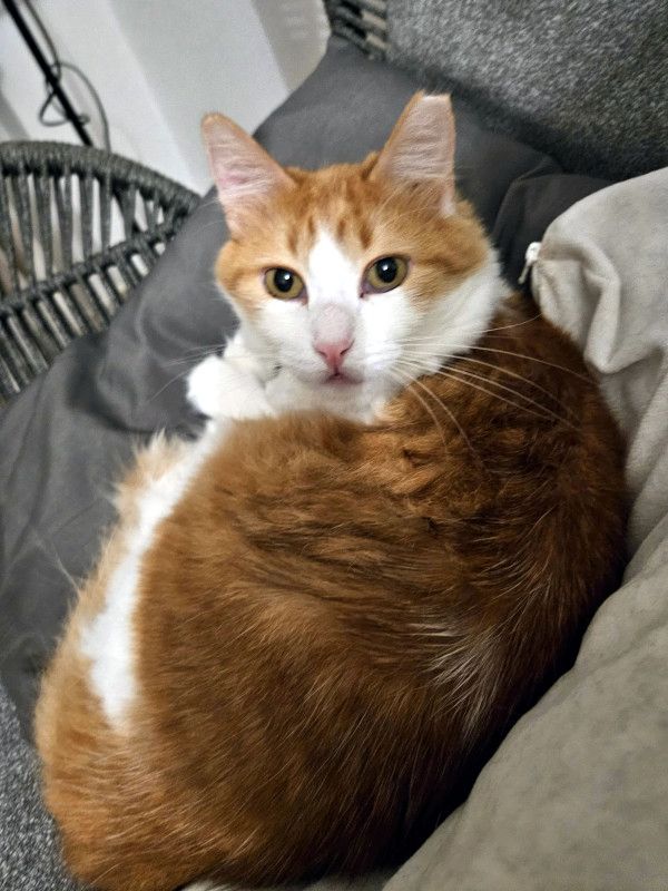 MOLLY - sanftes FeLVie sucht liebe Familie