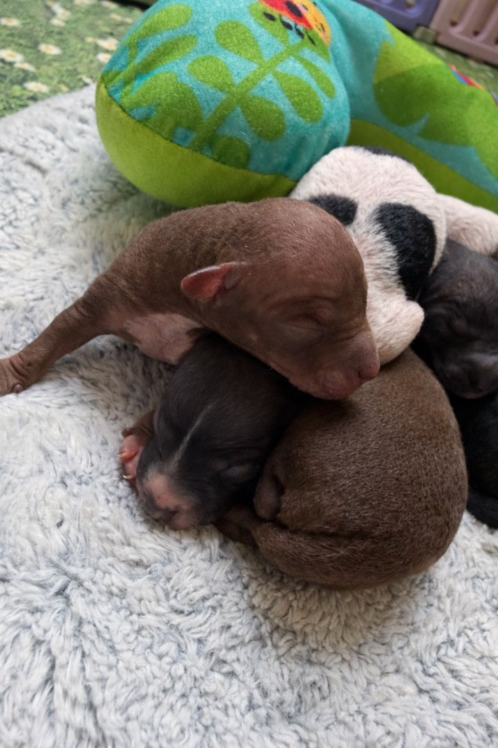 American Hairless Terrier Welpen