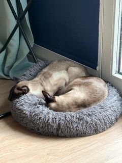 🐾 Zwei Siamkatzen-Brüder (kastriert) – nur gemeinsam in liebevolle Hände abzugeben 🐾