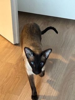 🐾 Zwei Siamkatzen-Brüder (kastriert) – nur gemeinsam in liebevolle Hände abzugeben 🐾