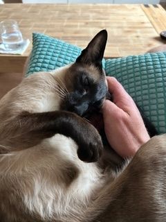 🐾 Zwei Siamkatzen-Brüder (kastriert) – nur gemeinsam in liebevolle Hände abzugeben 🐾