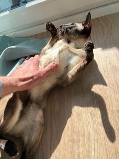 🐾 Zwei Siamkatzen-Brüder (kastriert) – nur gemeinsam in liebevolle Hände abzugeben 🐾