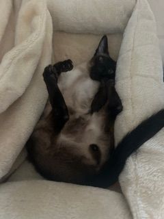 🐾 Zwei Siamkatzen-Brüder (kastriert) – nur gemeinsam in liebevolle Hände abzugeben 🐾