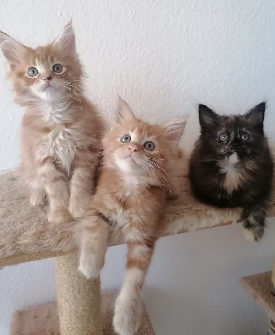 ❤️Liebevolle Maine Coon Kitten❤️