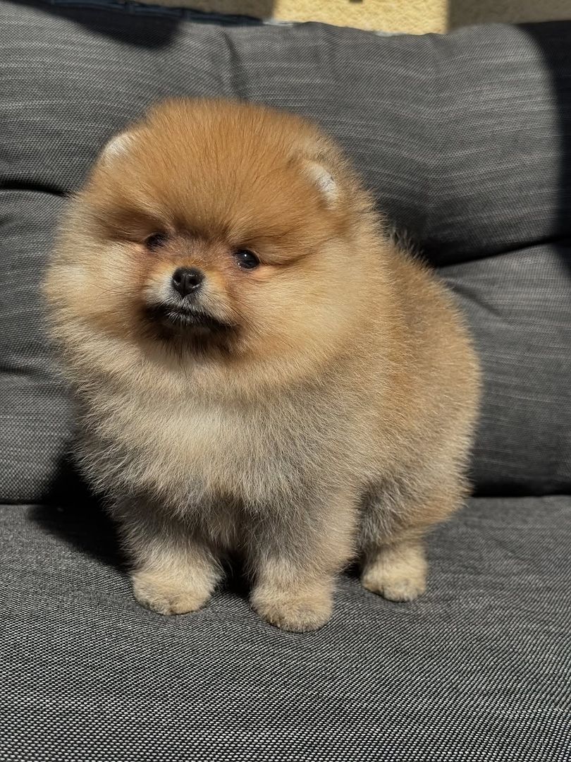 Pomeranian-Welpen