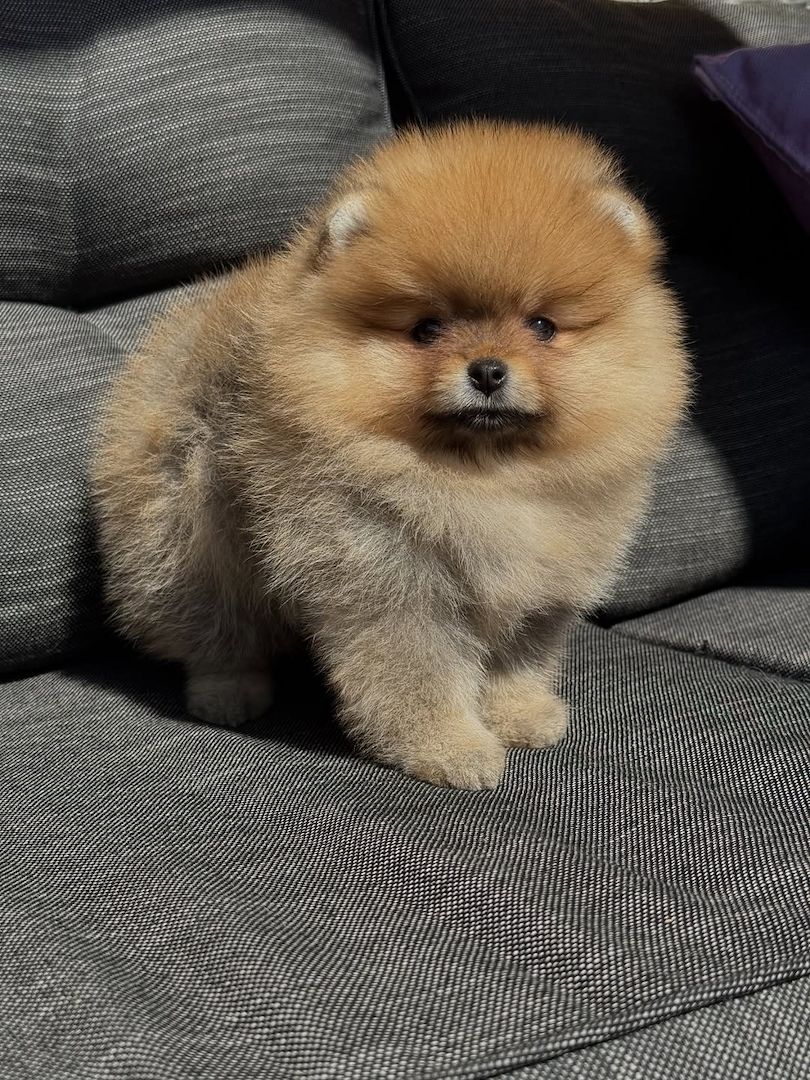 Pomeranian-Welpen