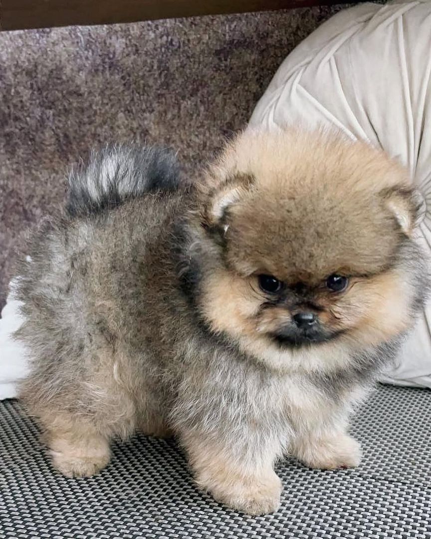 Pomeranian-Welpen suchen ein liebevolles Zuhause 🏡.