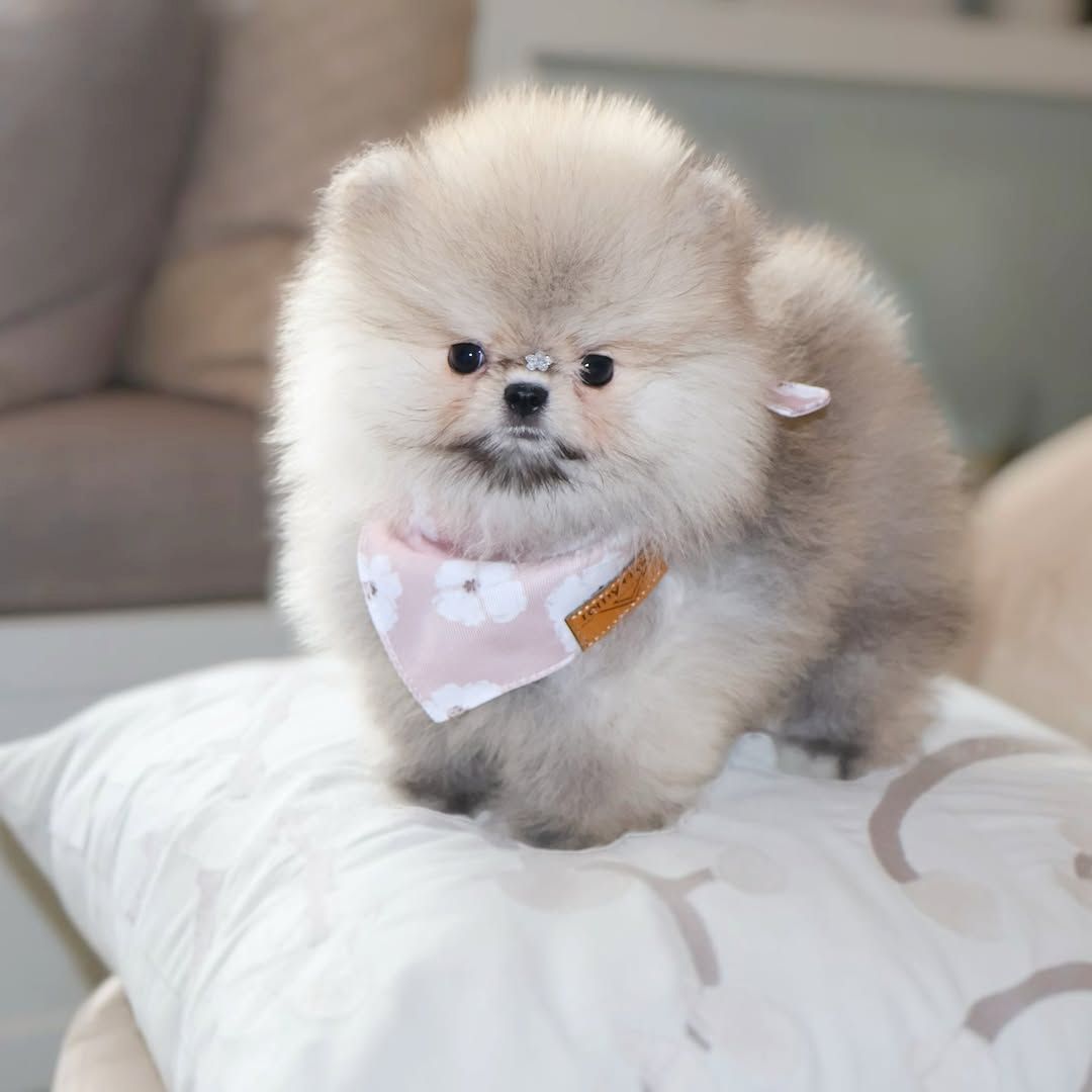 Wunderschöne Pomeranian-Welpen