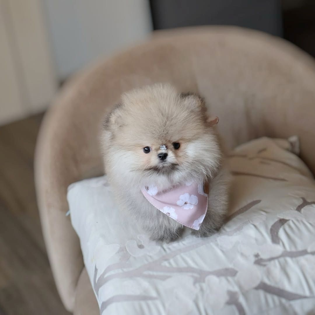 Wunderschöne Pomeranian-Welpen