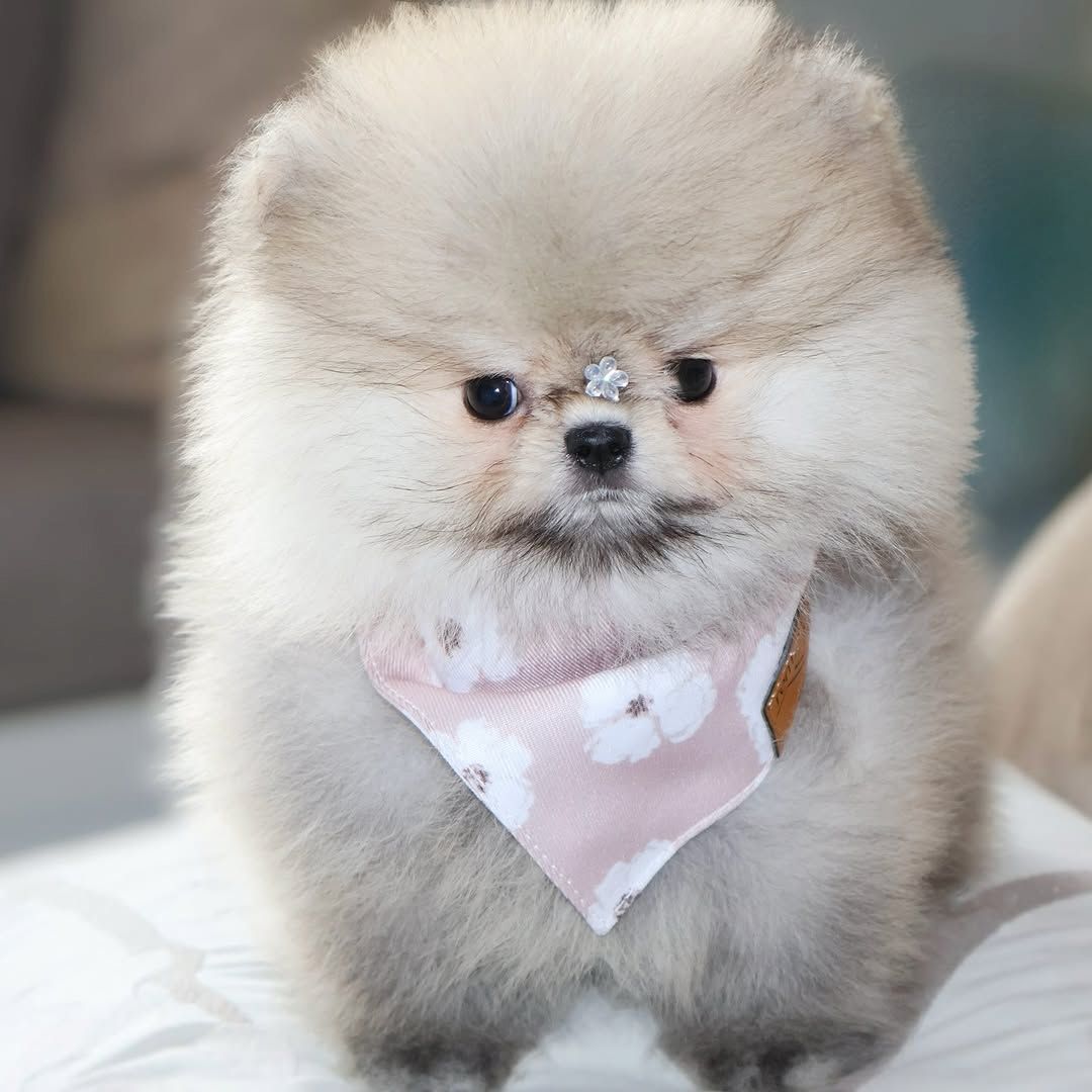 Wunderschöne Pomeranian-Welpen