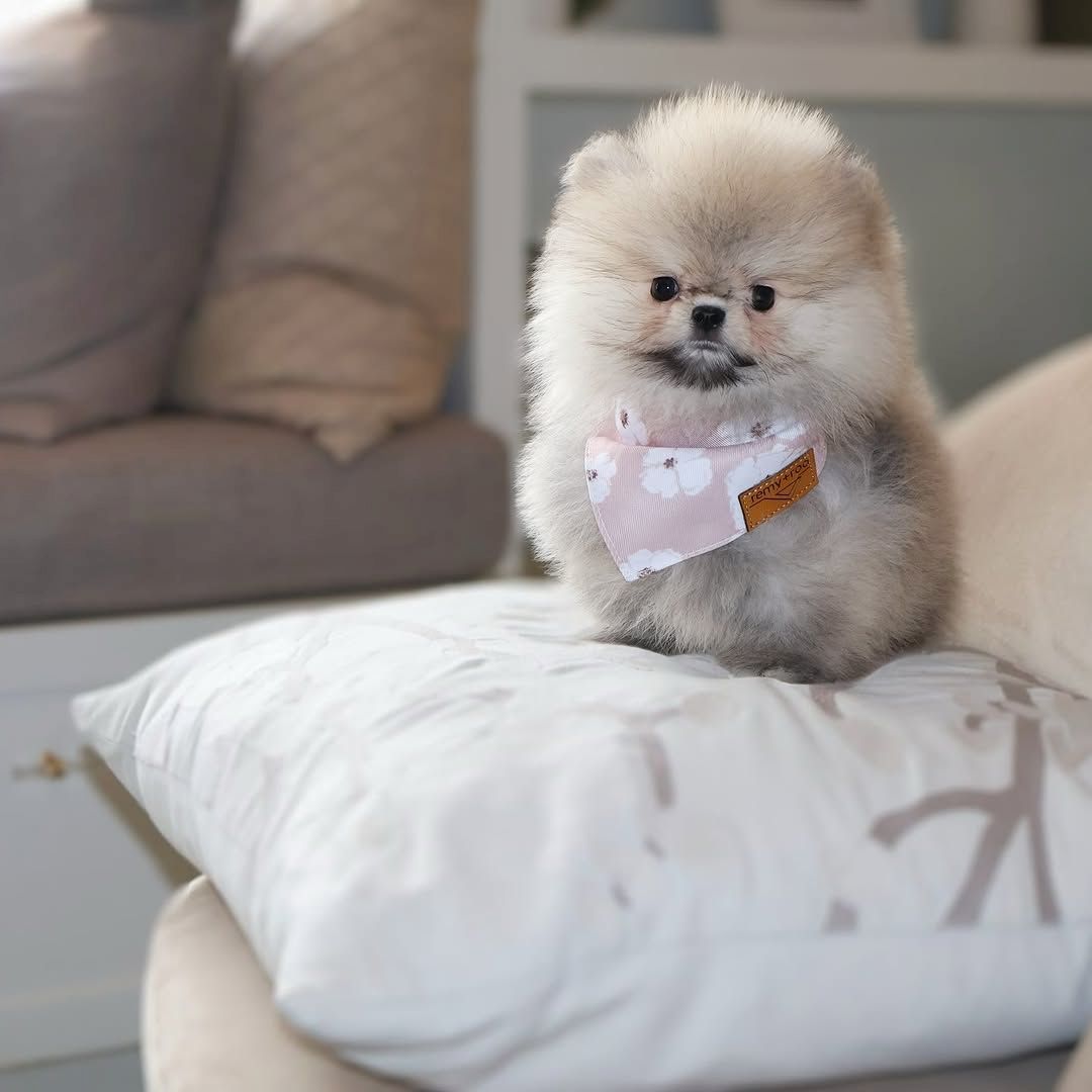 Wunderschöne Pomeranian-Welpen