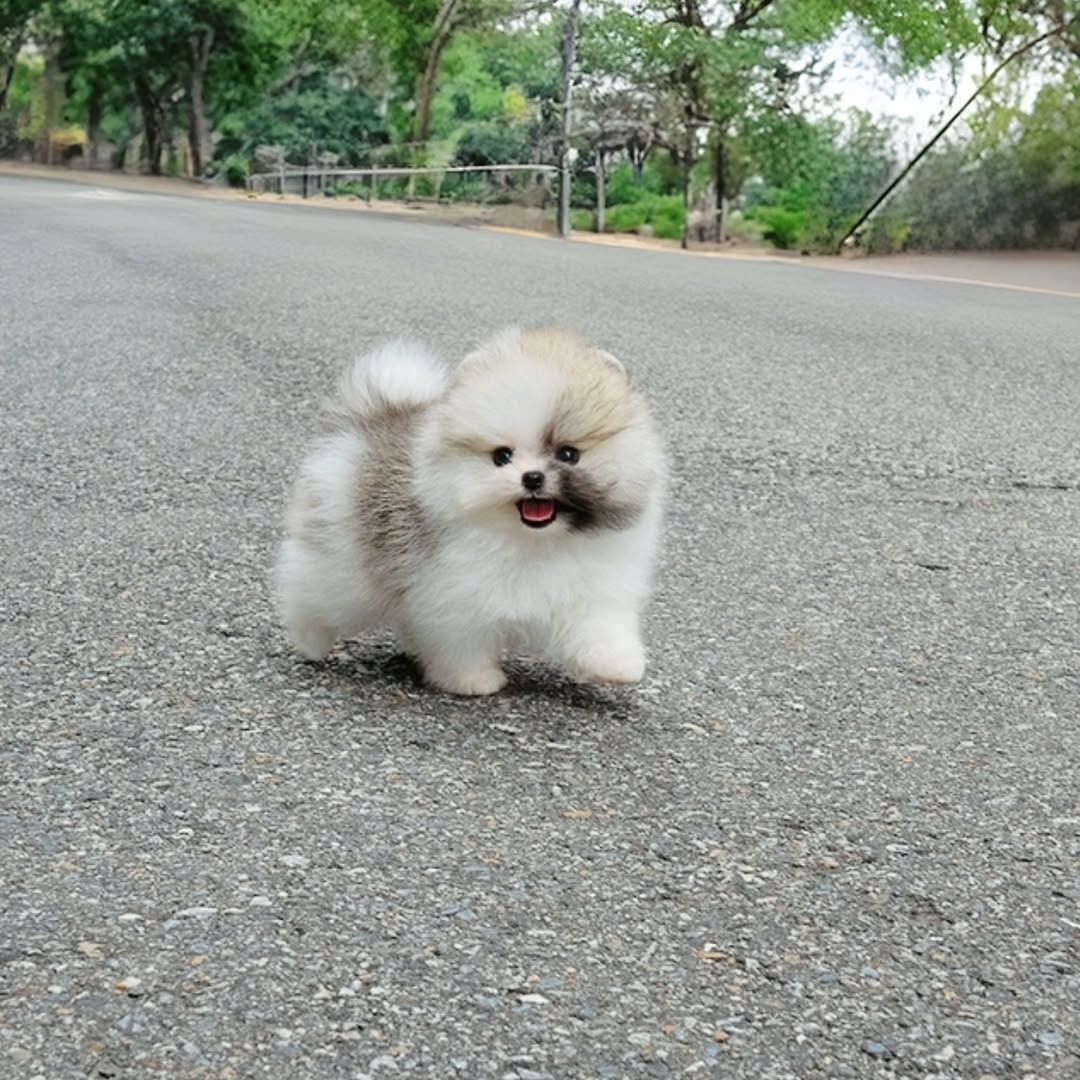 Absolut reinrassige Pomeranian-Welpen