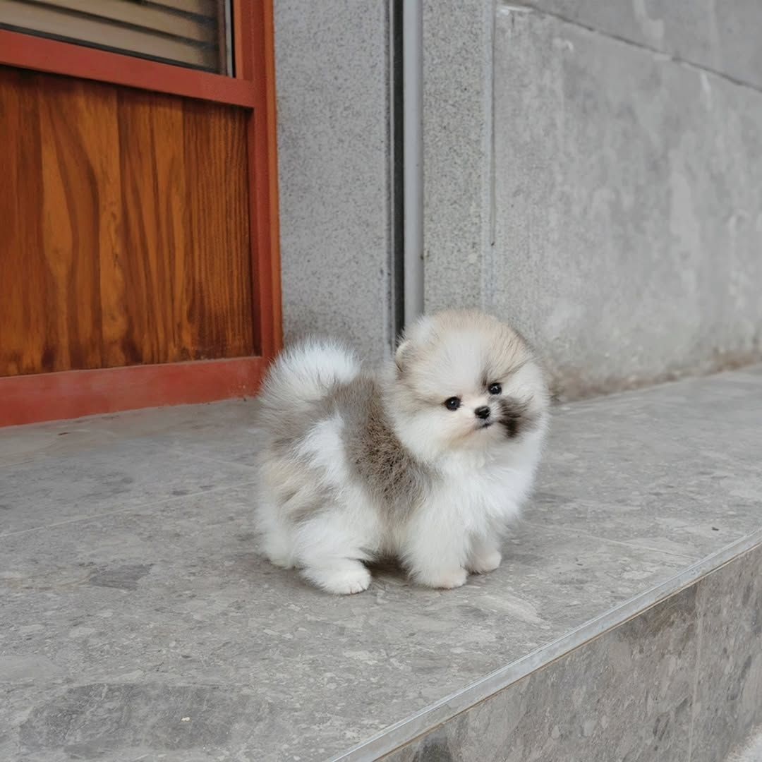 Absolut reinrassige Pomeranian-Welpen