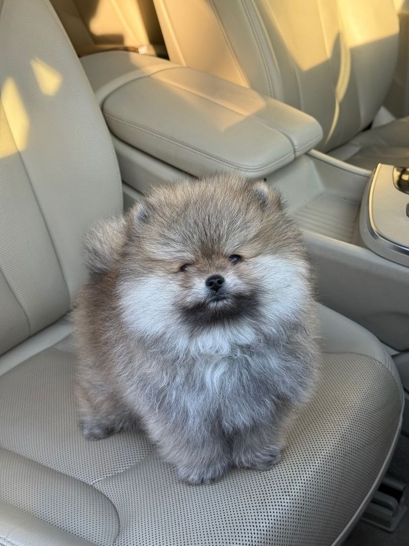 Absolut reinrassige Pomeranian-Welpen