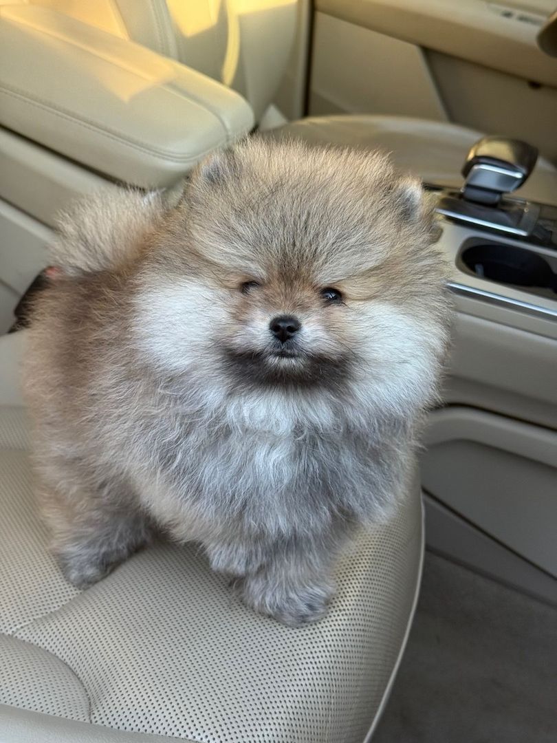 Absolut reinrassige Pomeranian-Welpen