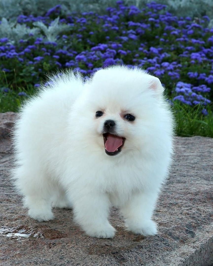 Wunderschöne, 12 Wochen alte Welpen