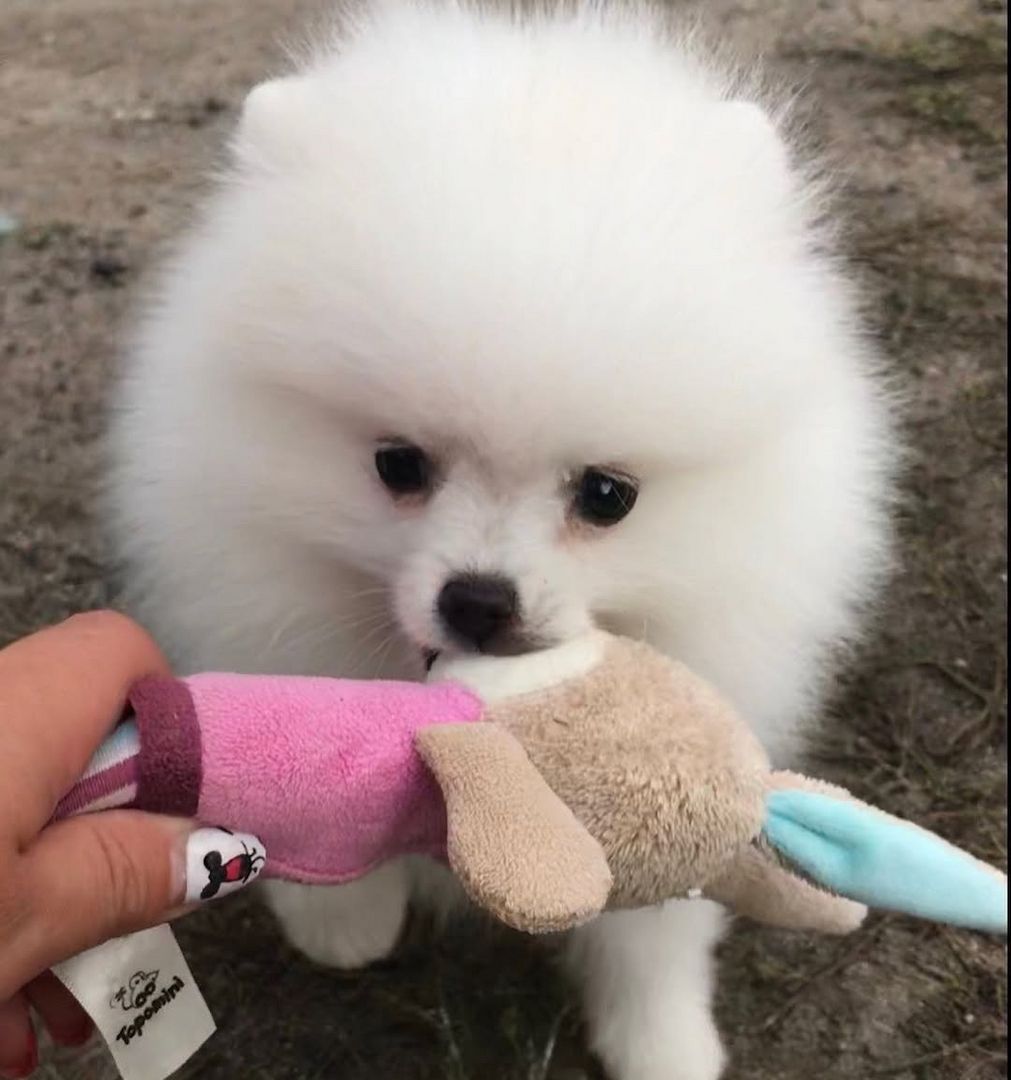 Pomeranian Spitz Welpen
