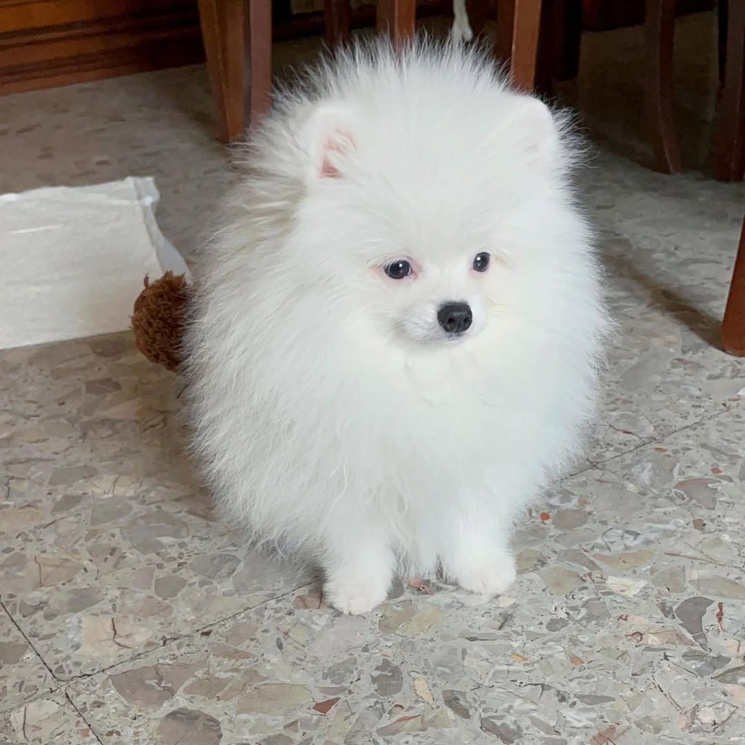 Pomeranian Spitz Welpen