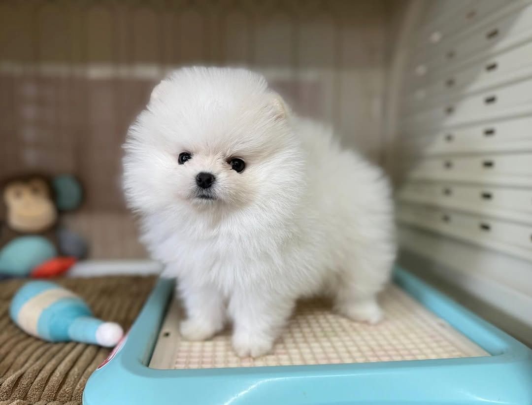 Pomeranian Spitz Welpen