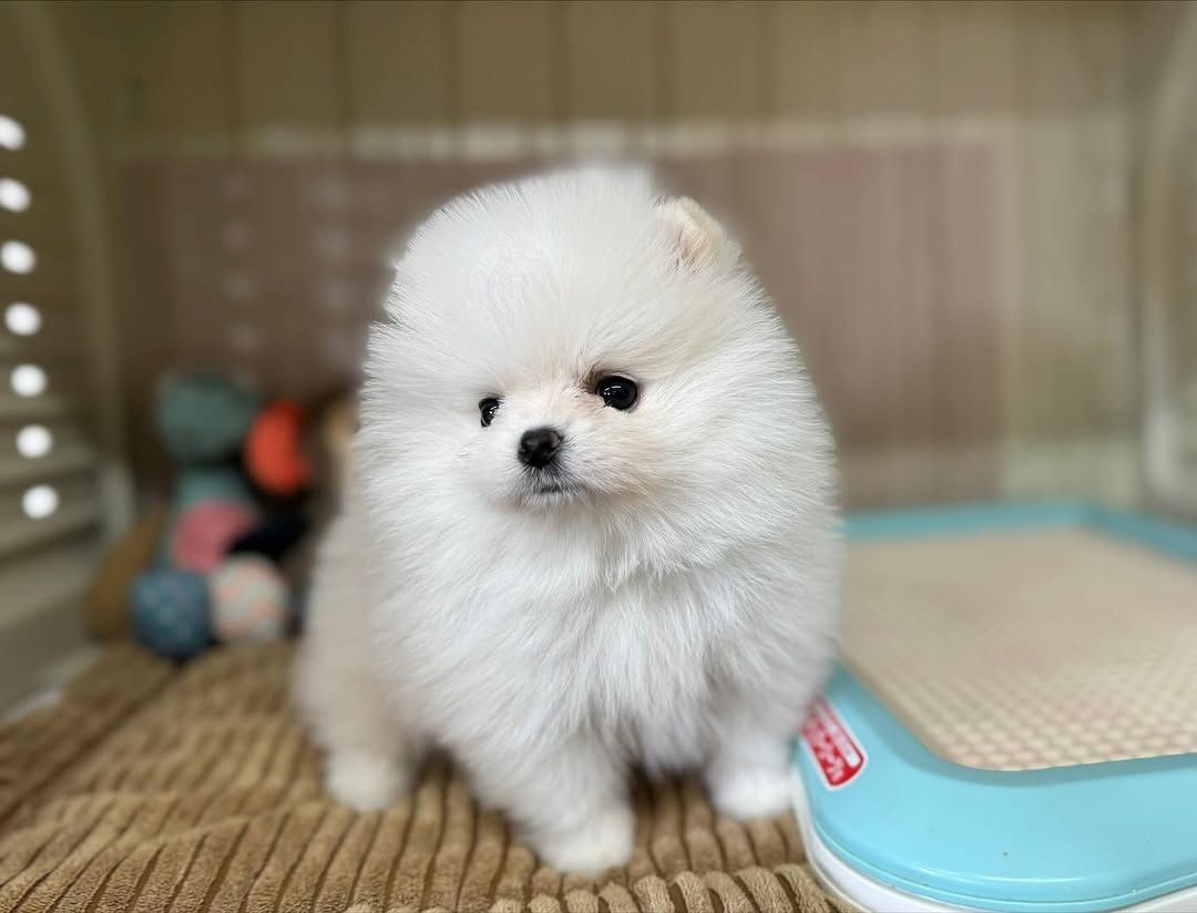 Pomeranian Spitz Welpen