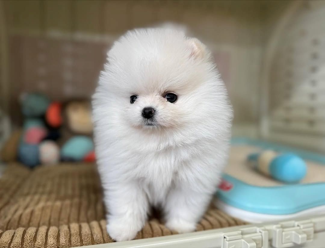 Pomeranian Spitz Welpen
