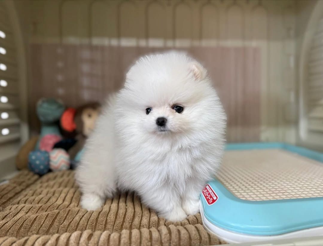 Pomeranian Spitz Welpen