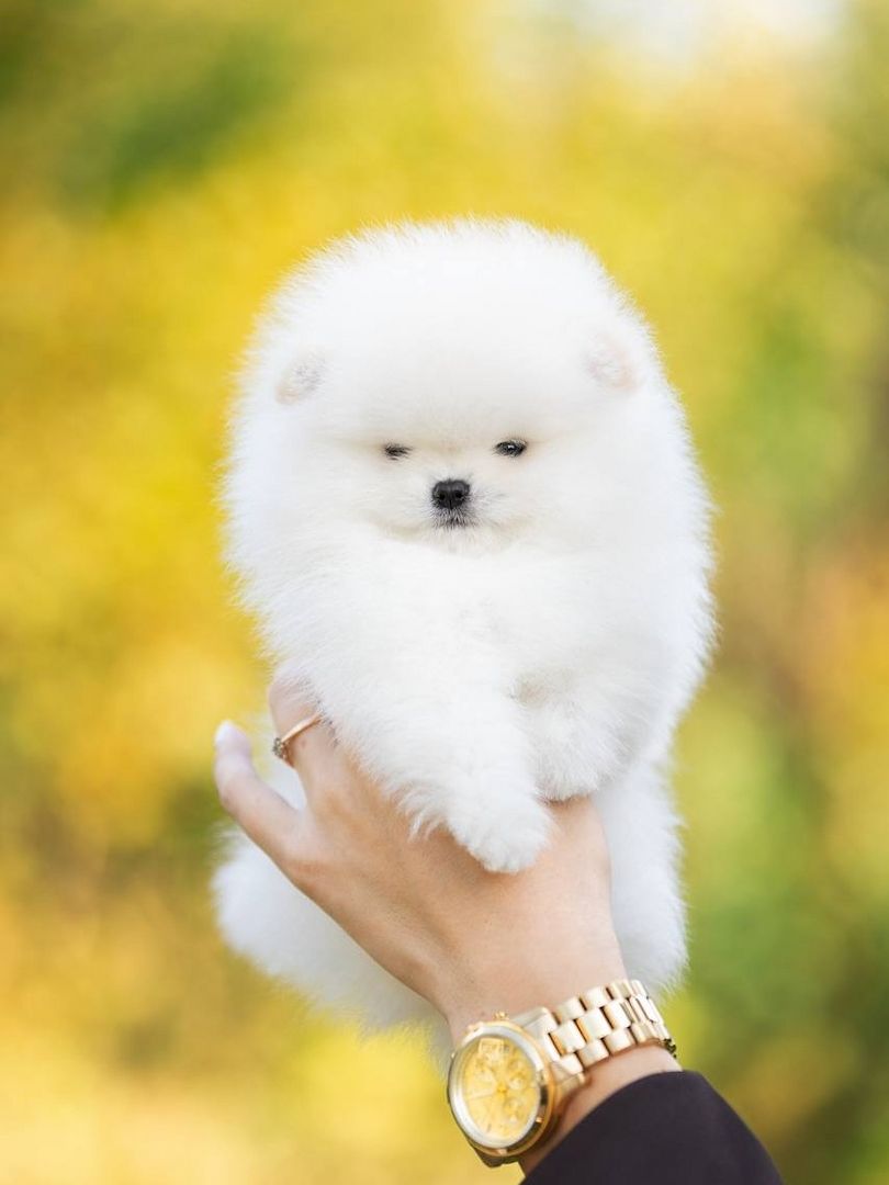 Pomeranian Spitz